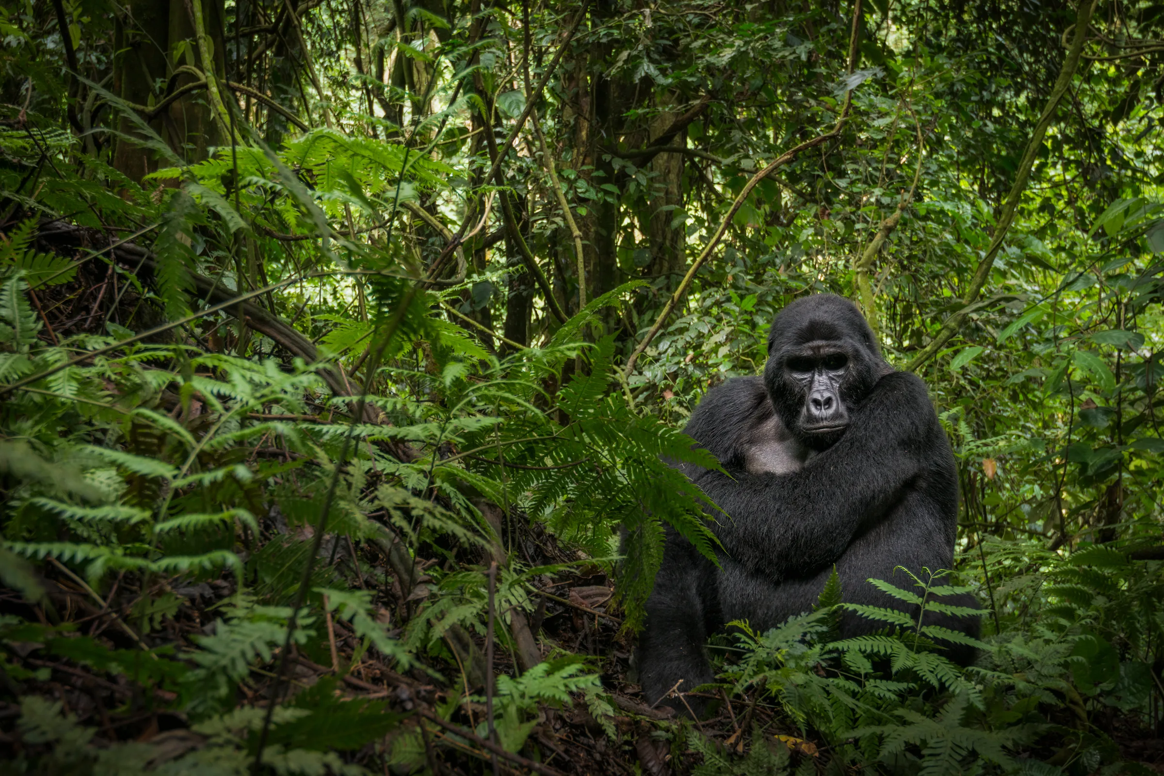 A silverback mountain gorilla in montane forest