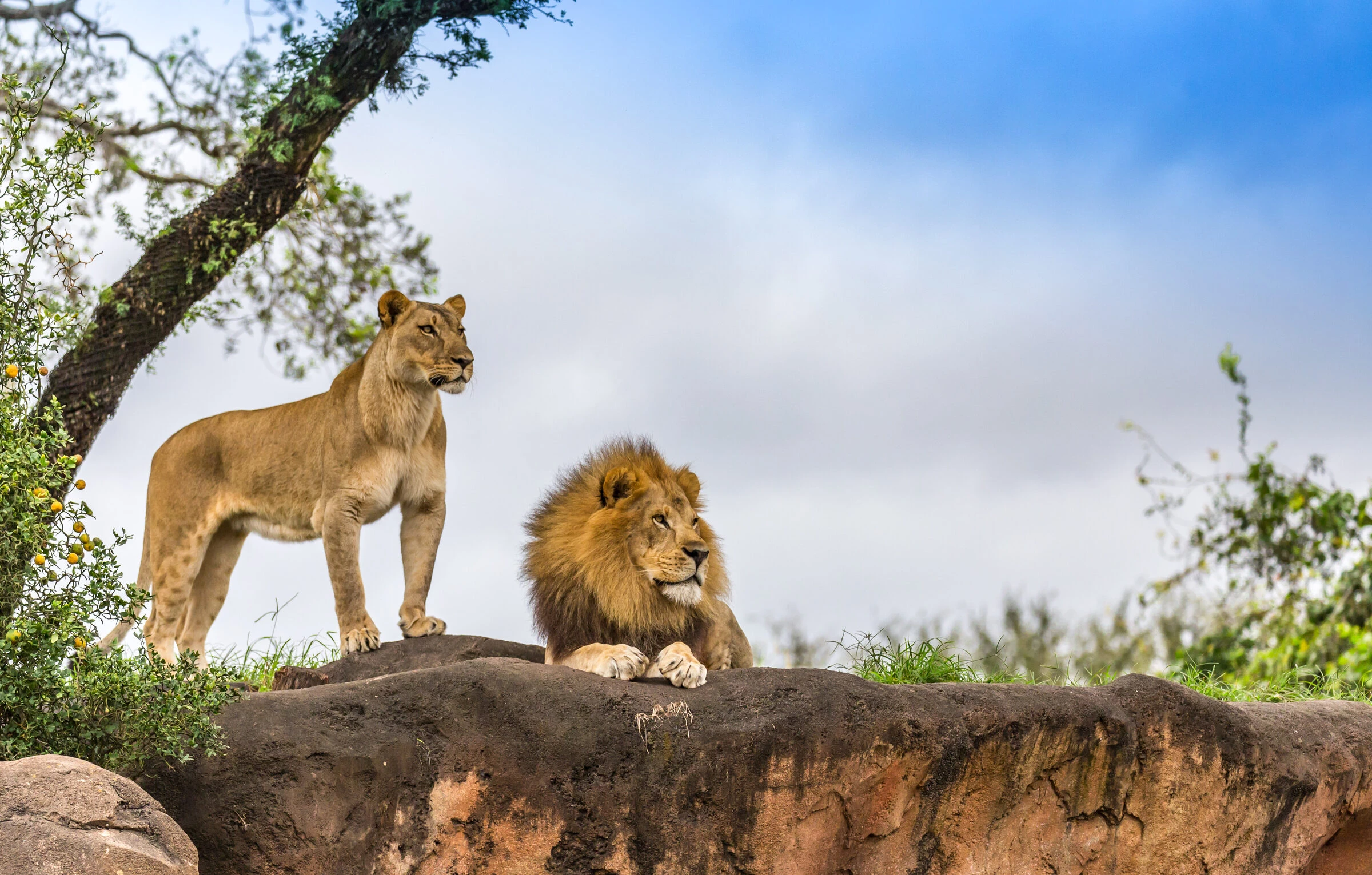 Lions resting on the Serengeti plains