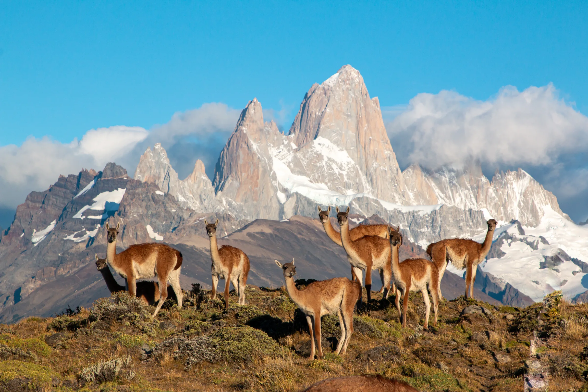 Guanacos on the steppe below Monte Fitz Roy