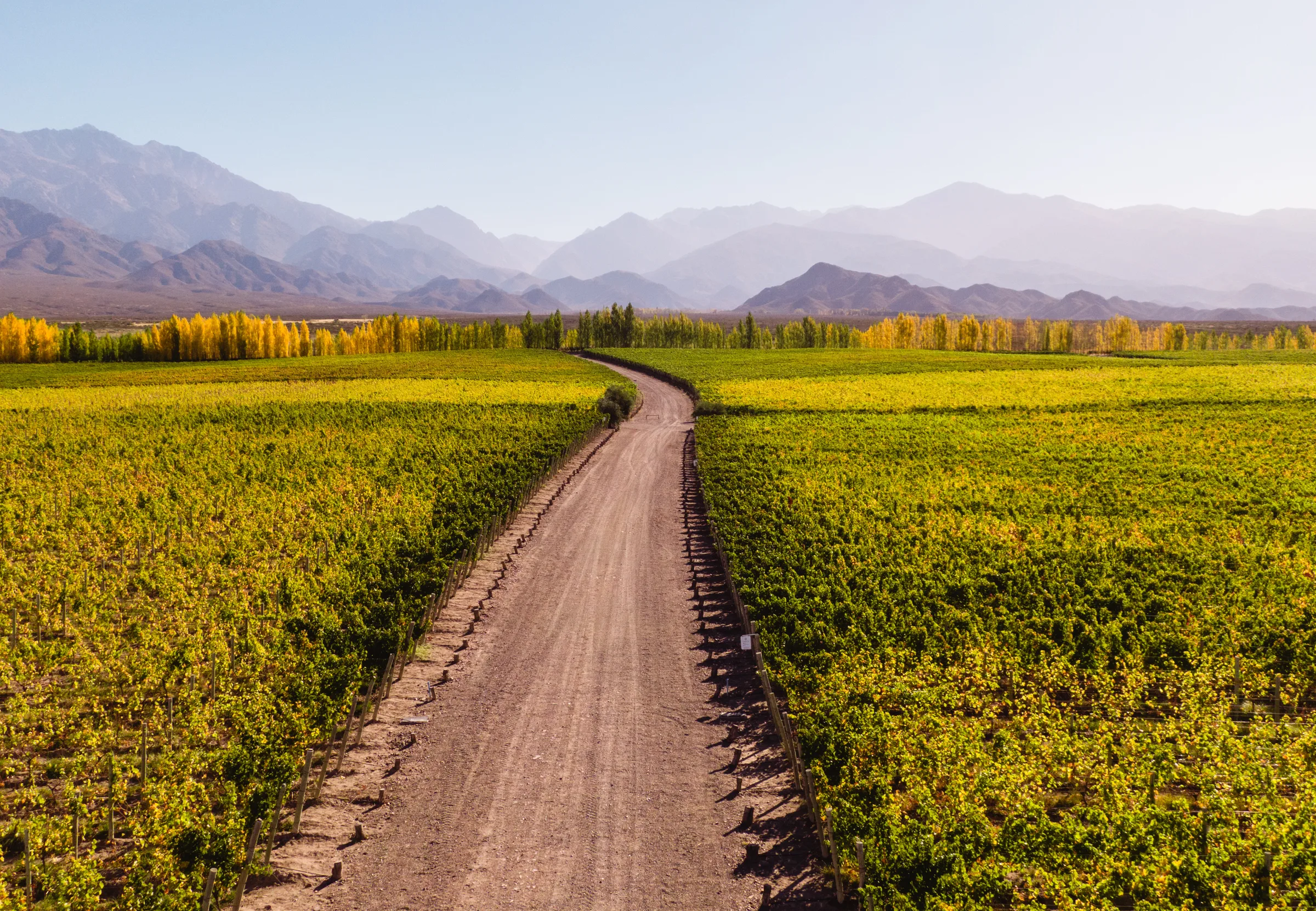 A track between vineyard rows in autumn, the Andes behind