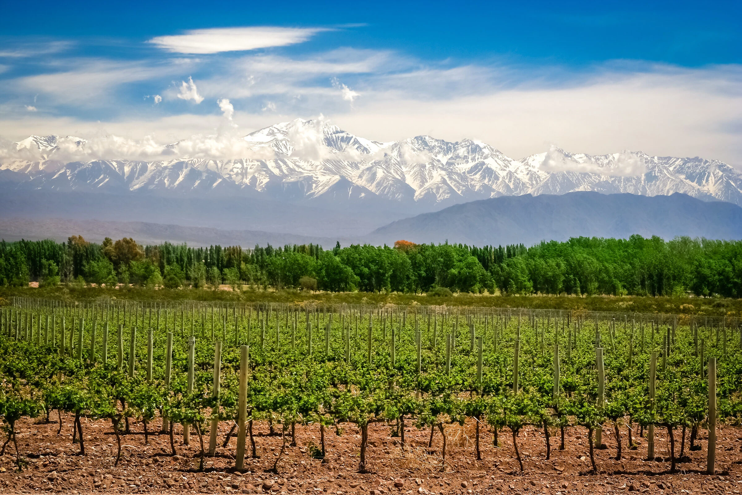 Vineyards below the Andes in Mendoza