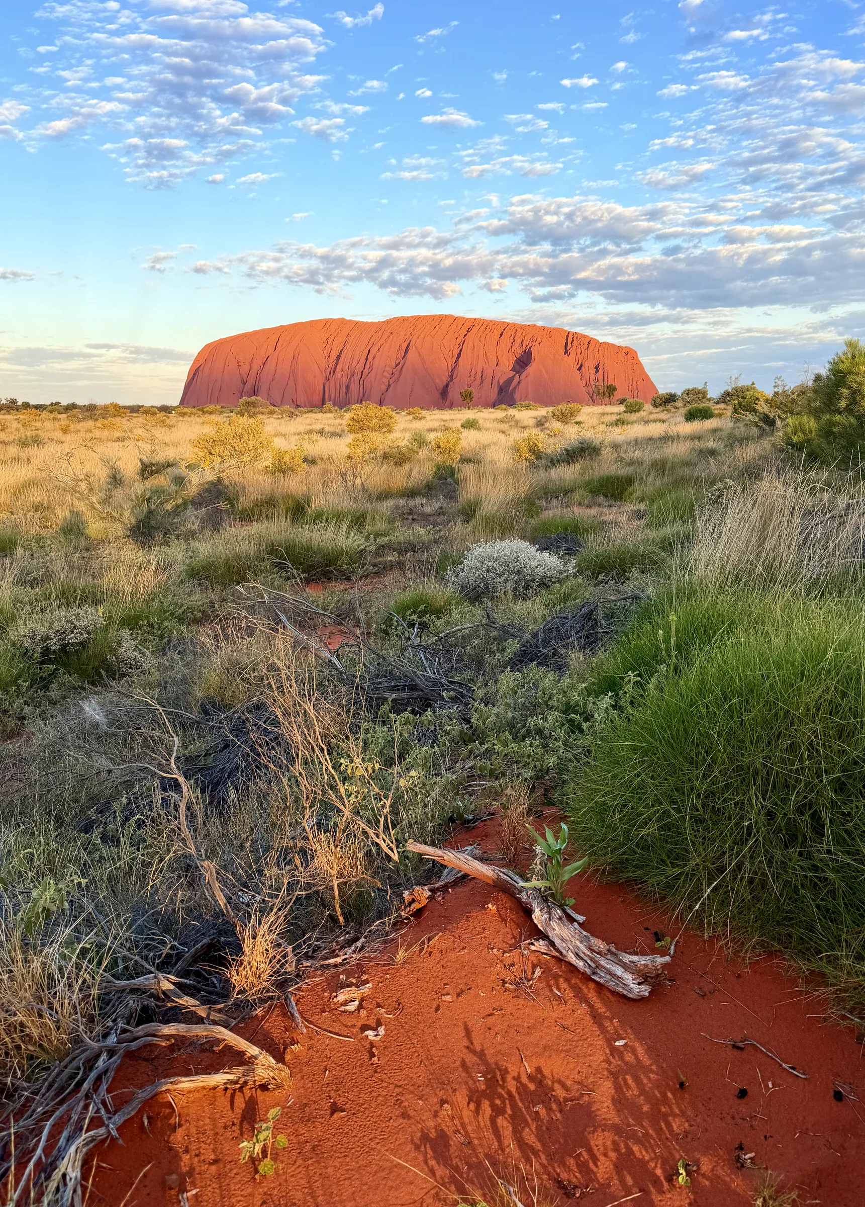 Uluru at last light with red earth and spinifex in the foreground