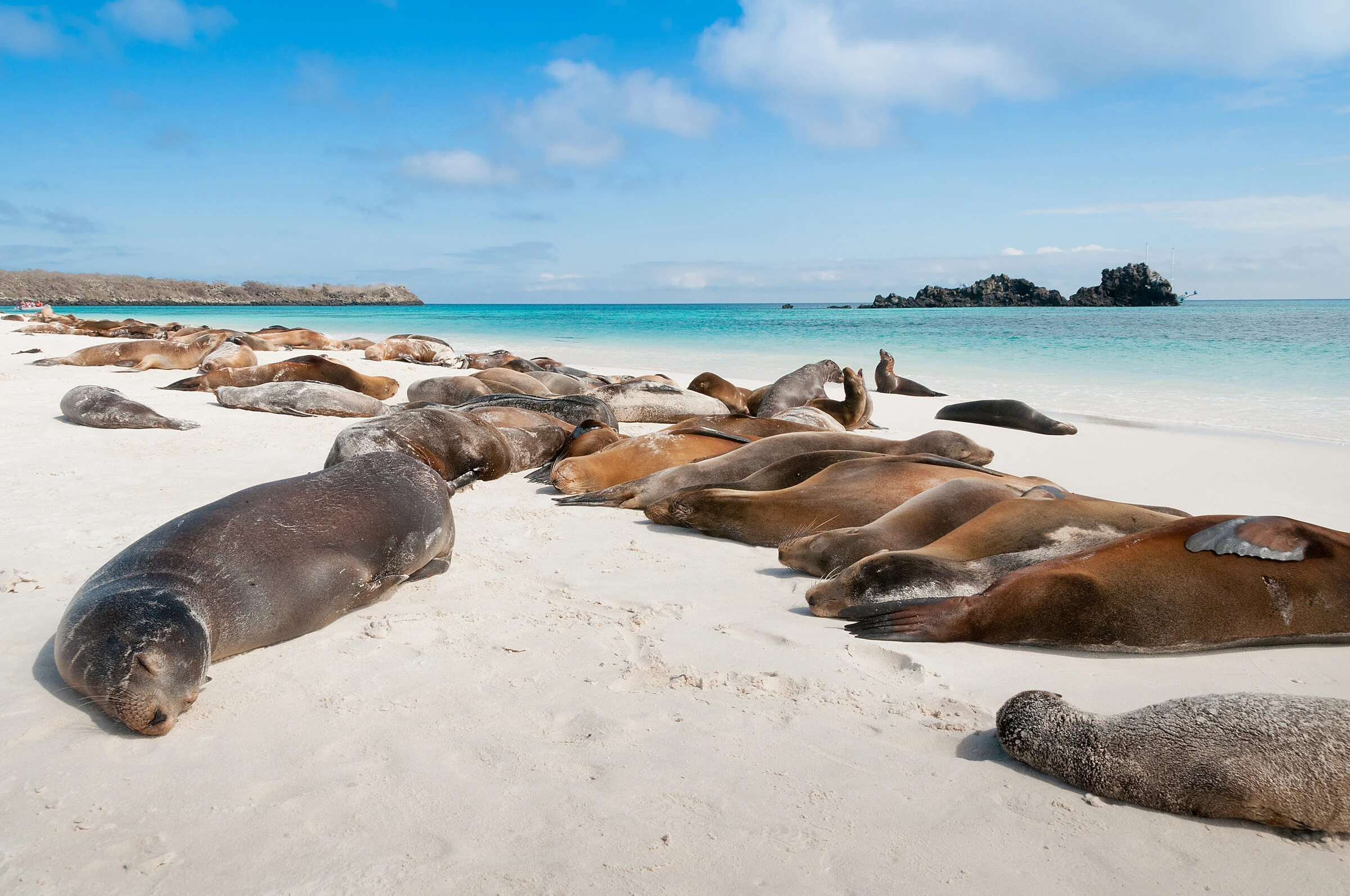 Sea lions on San Crist&oacute;bal