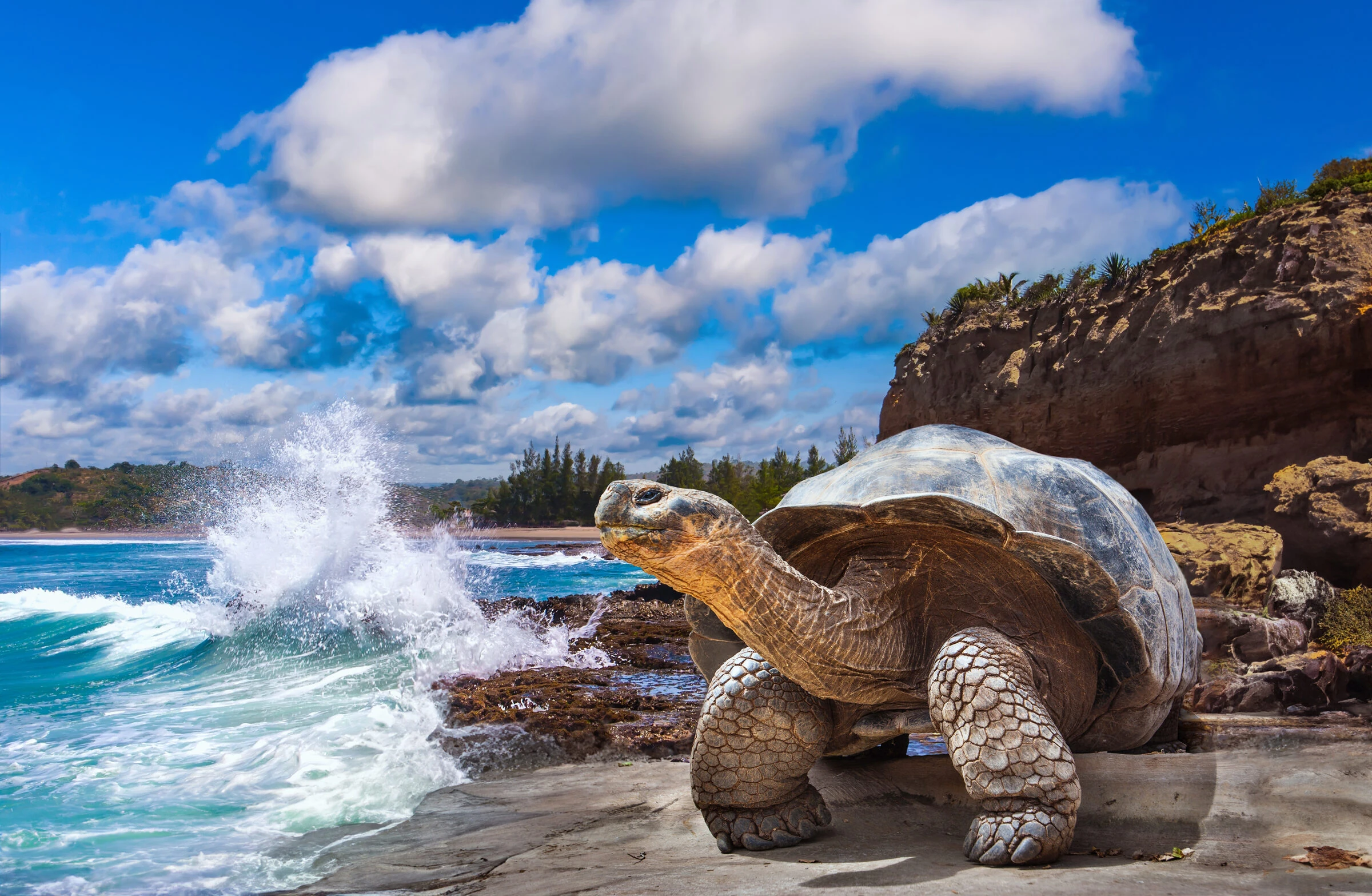 Giant tortoise in the Santa Cruz highlands
