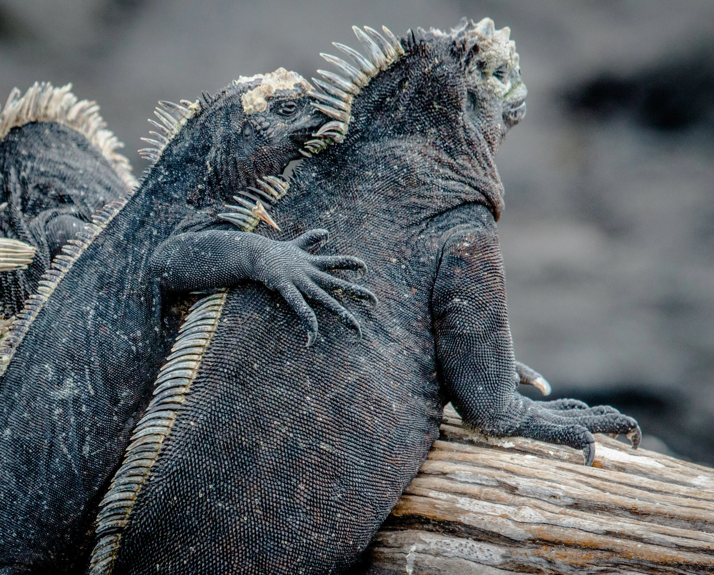 Marine iguanas on driftwood