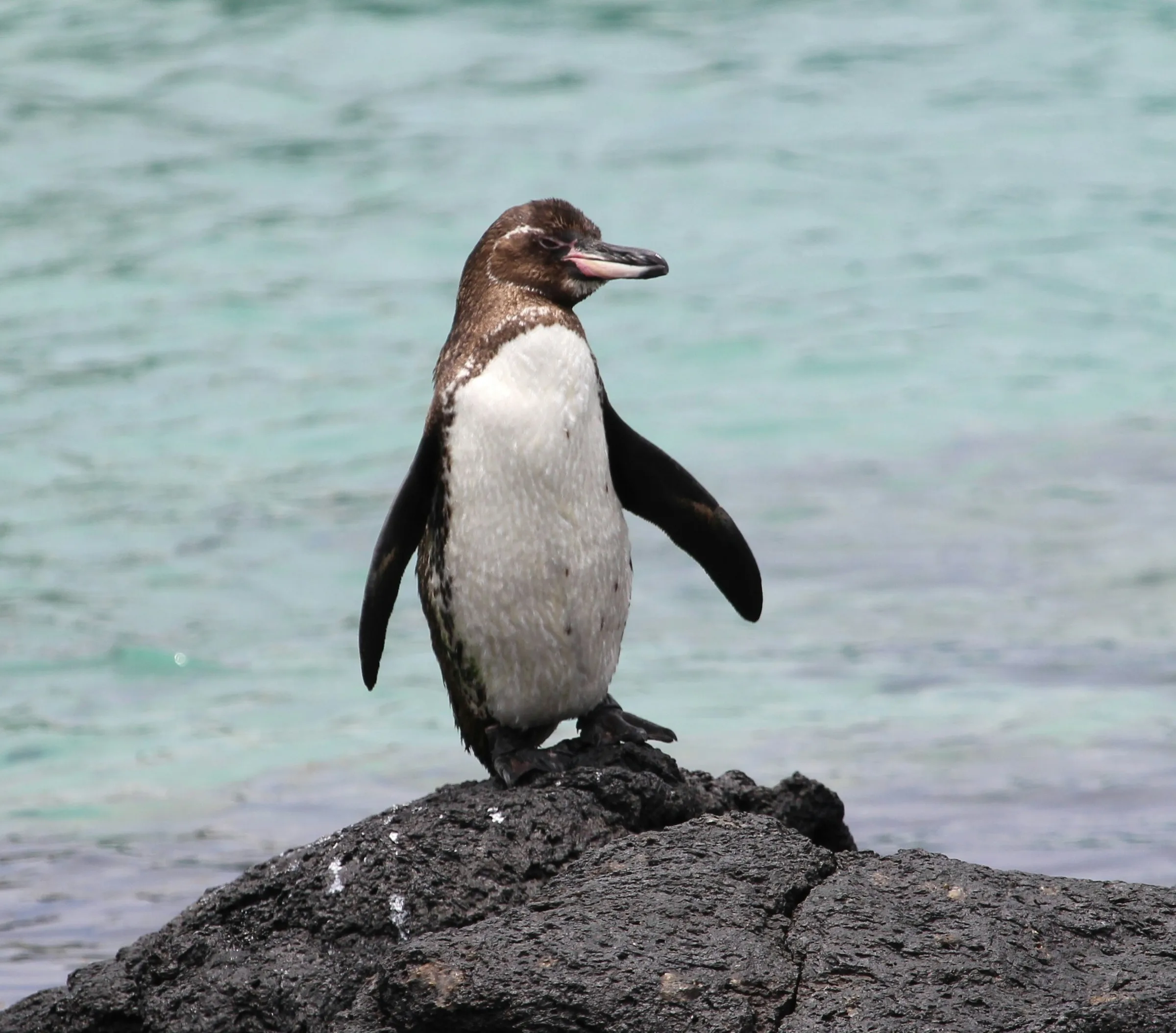 A Gal&aacute;pagos penguin on lava rock