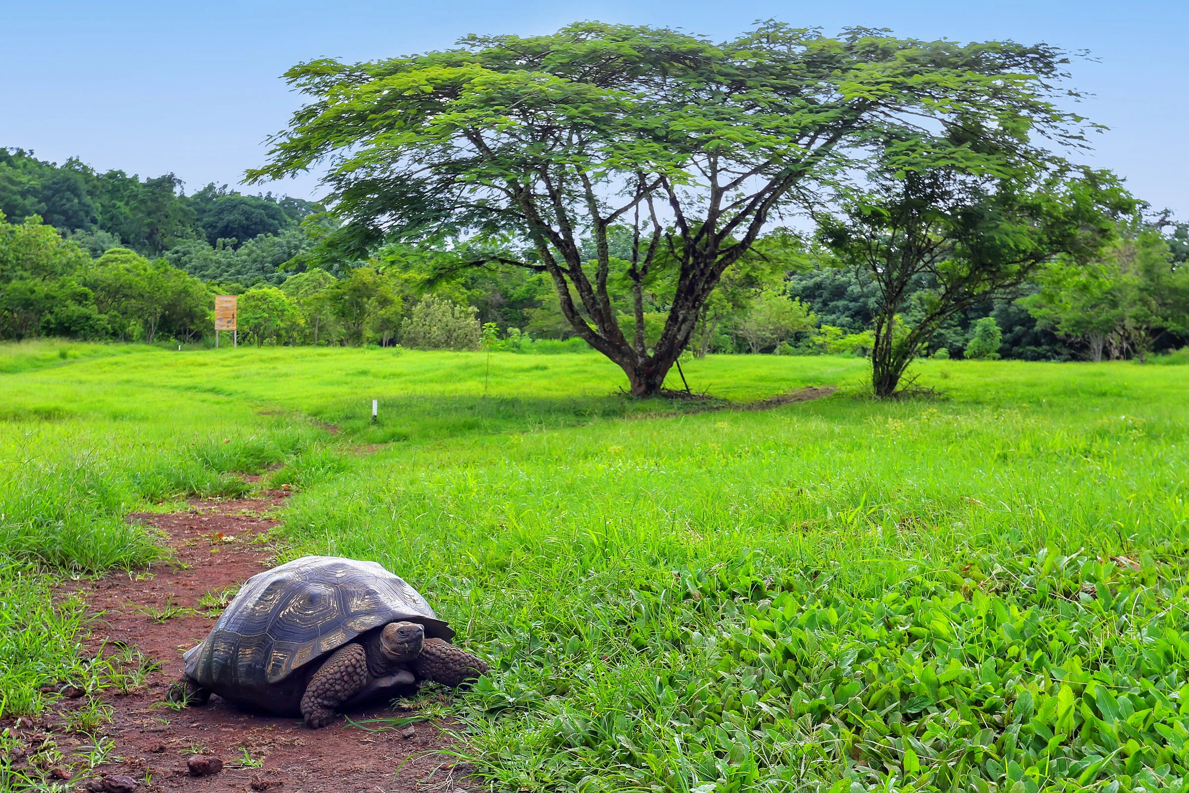 Gal&aacute;pagos wildlife