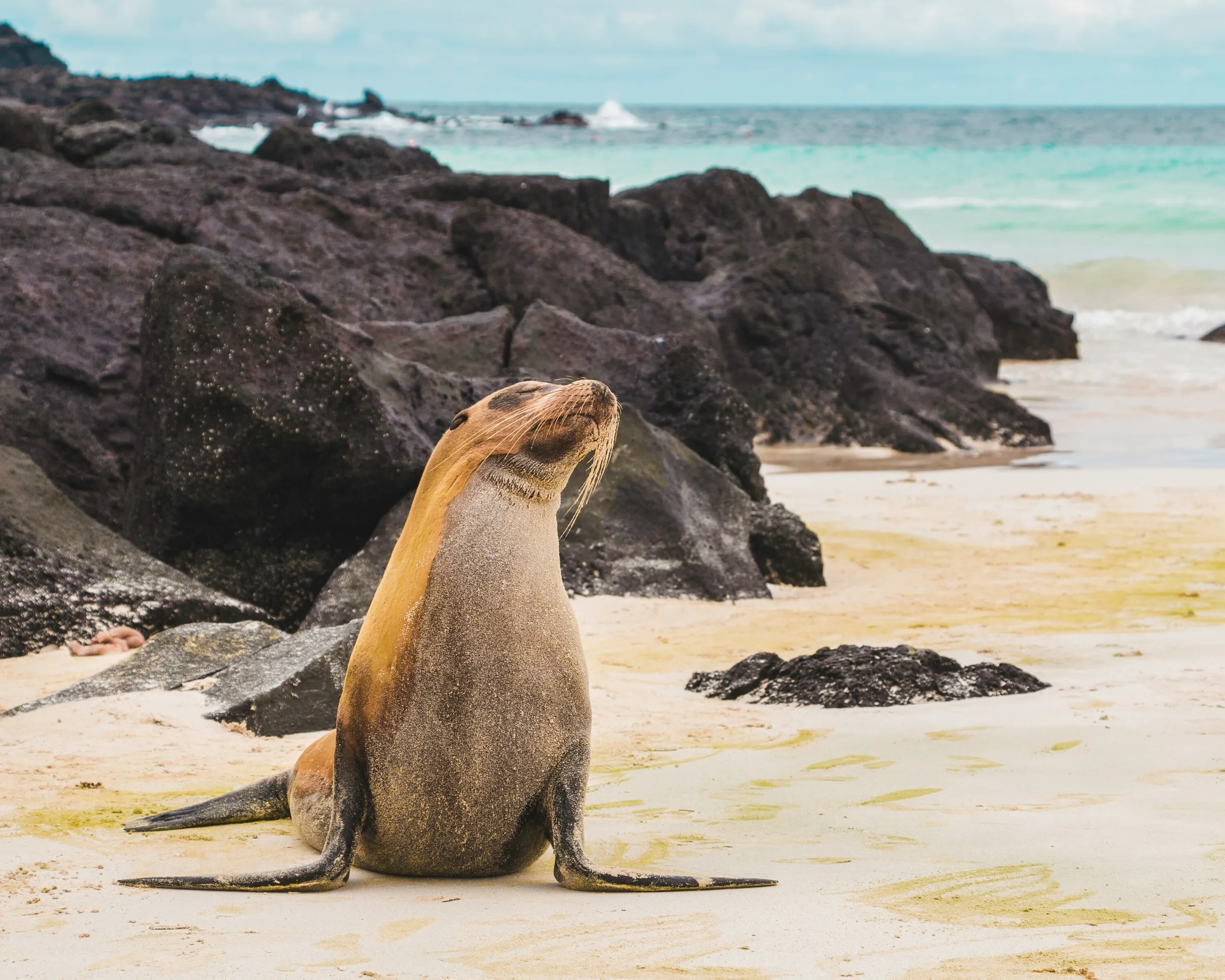 A sea lion on the lava shore