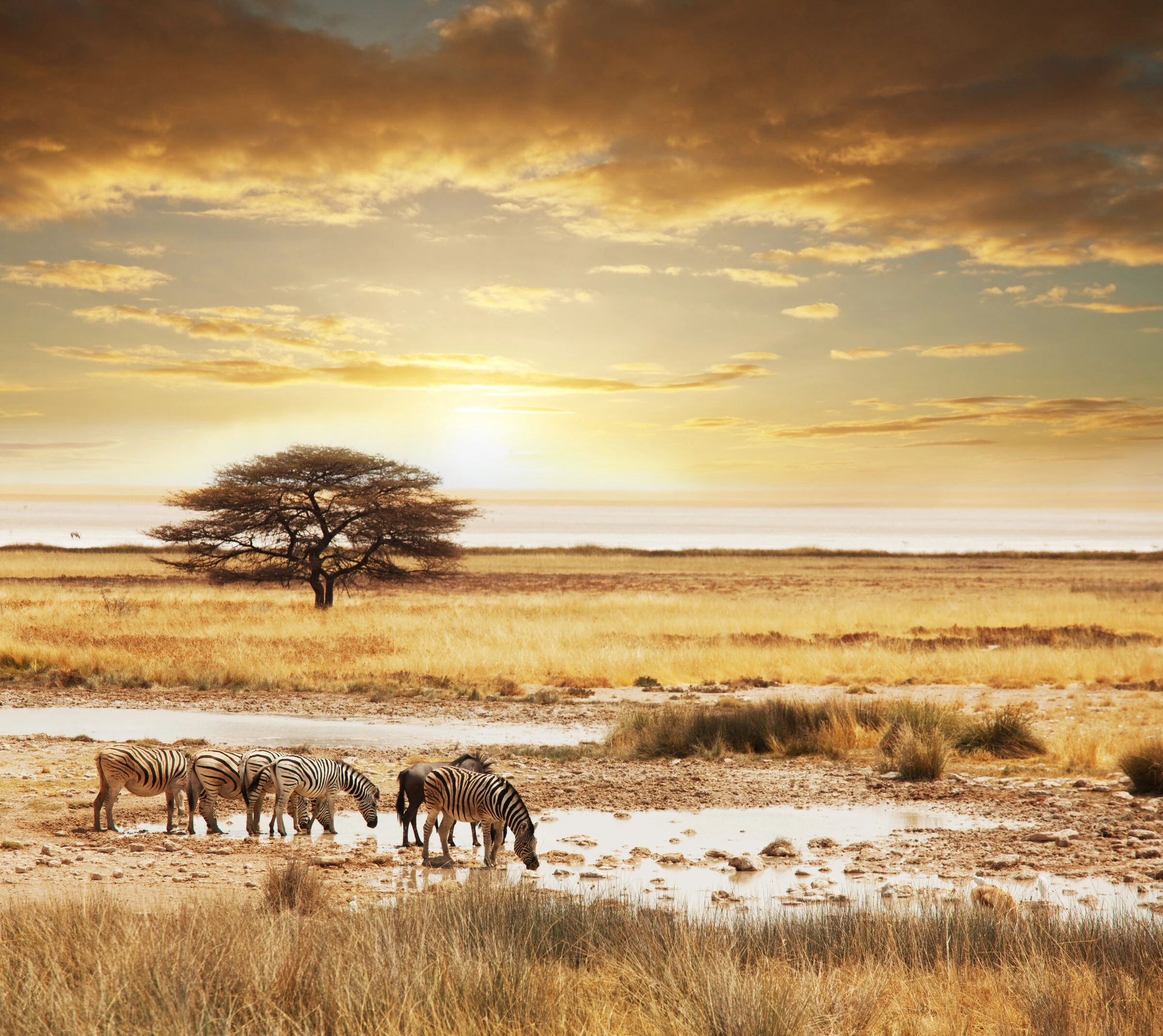 Southern Africa safari sunset