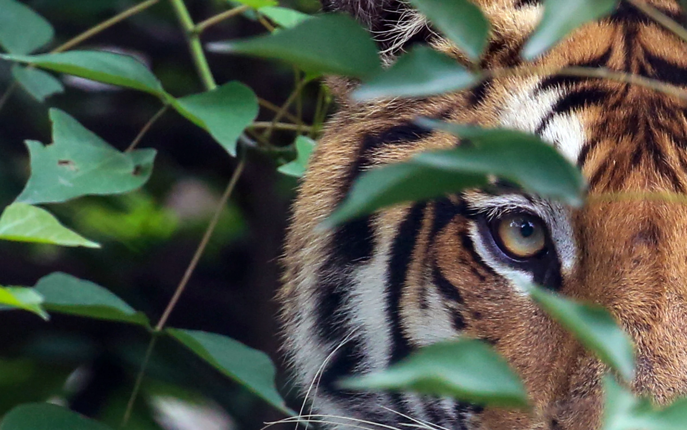 Bengal tiger in the Nepali Terai