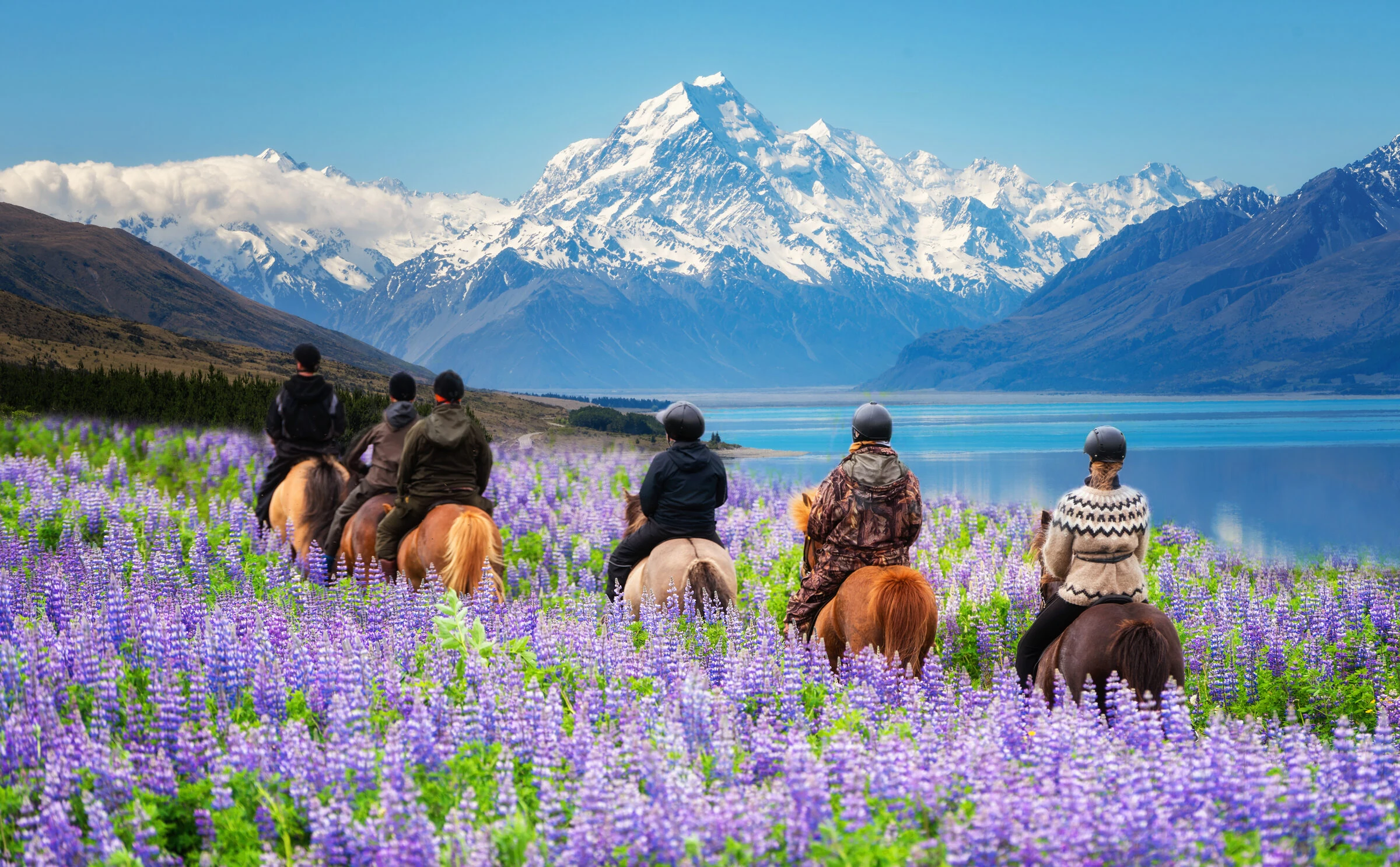 Lupins on the shore of Lake Pukaki