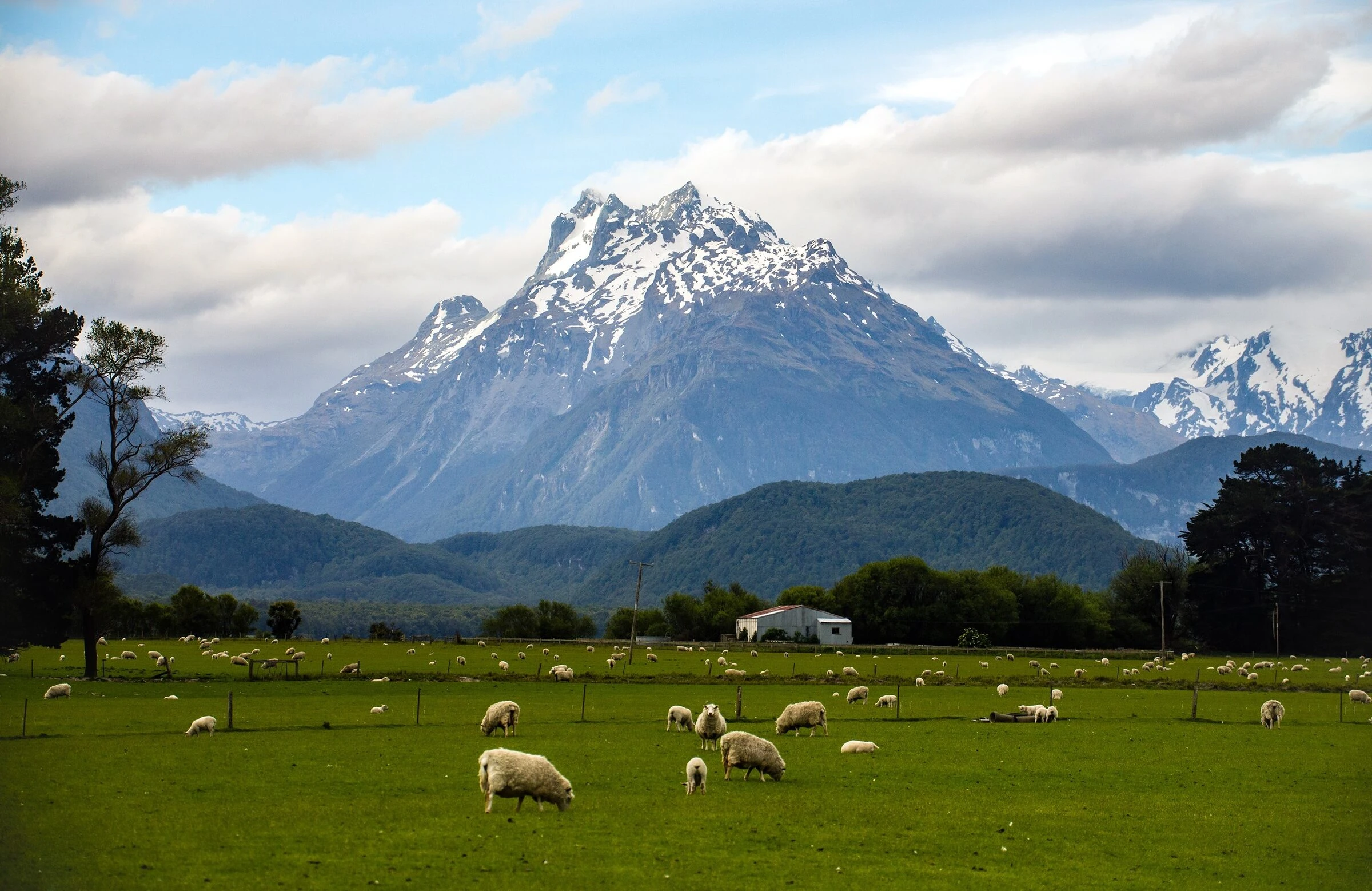 Sheep on a high-country pasture below the Southern Alps