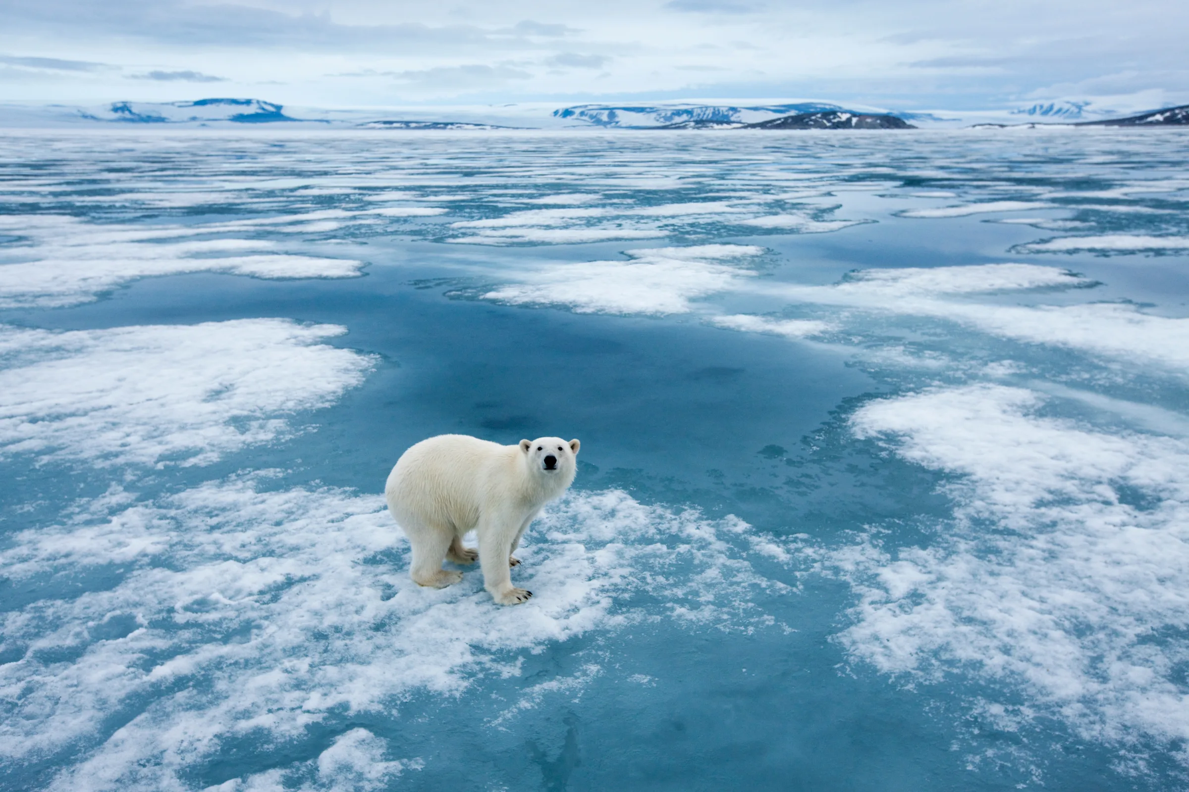 Polar bear on fjord ice, Svalbard