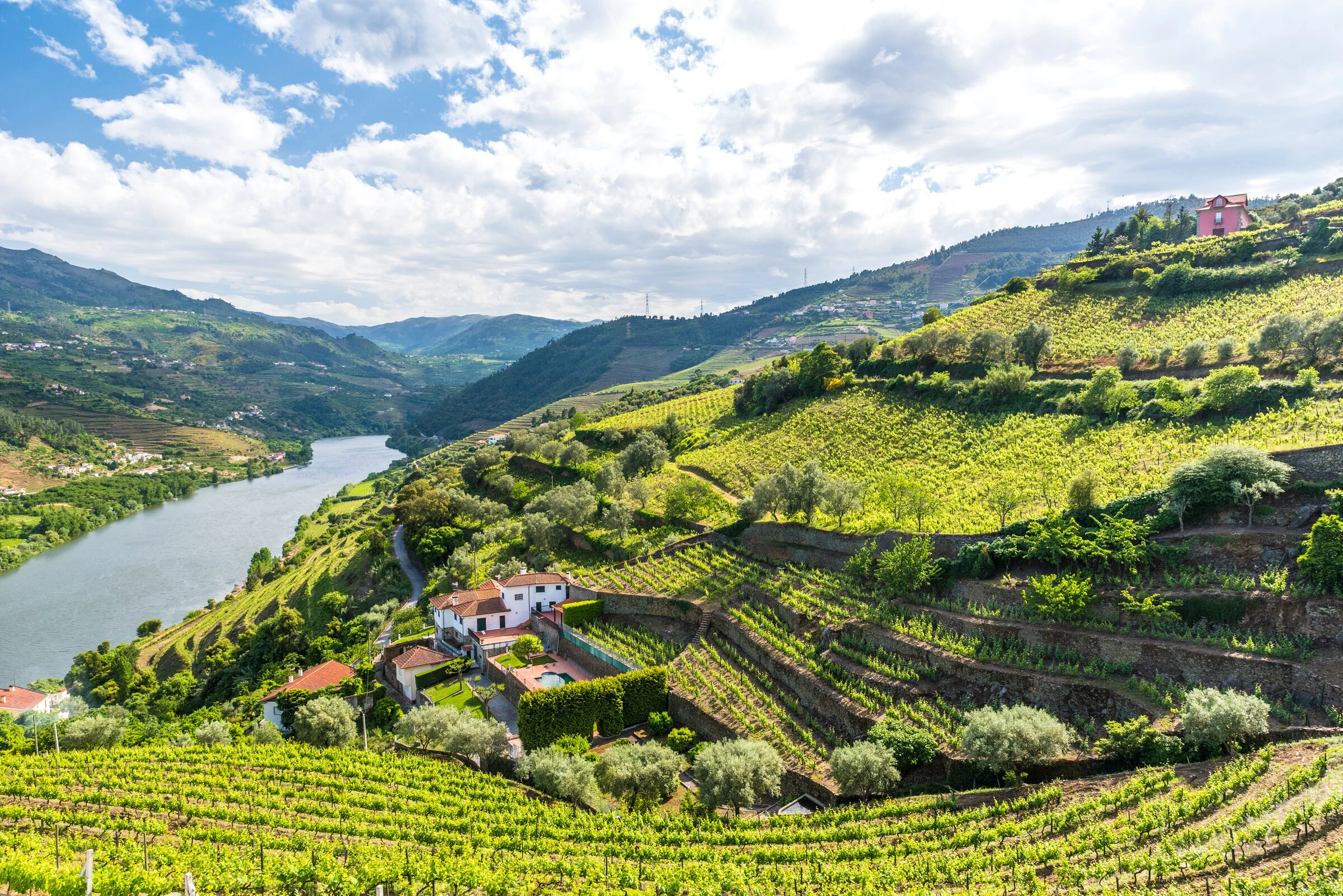 Douro Valley Terraced Vineyards