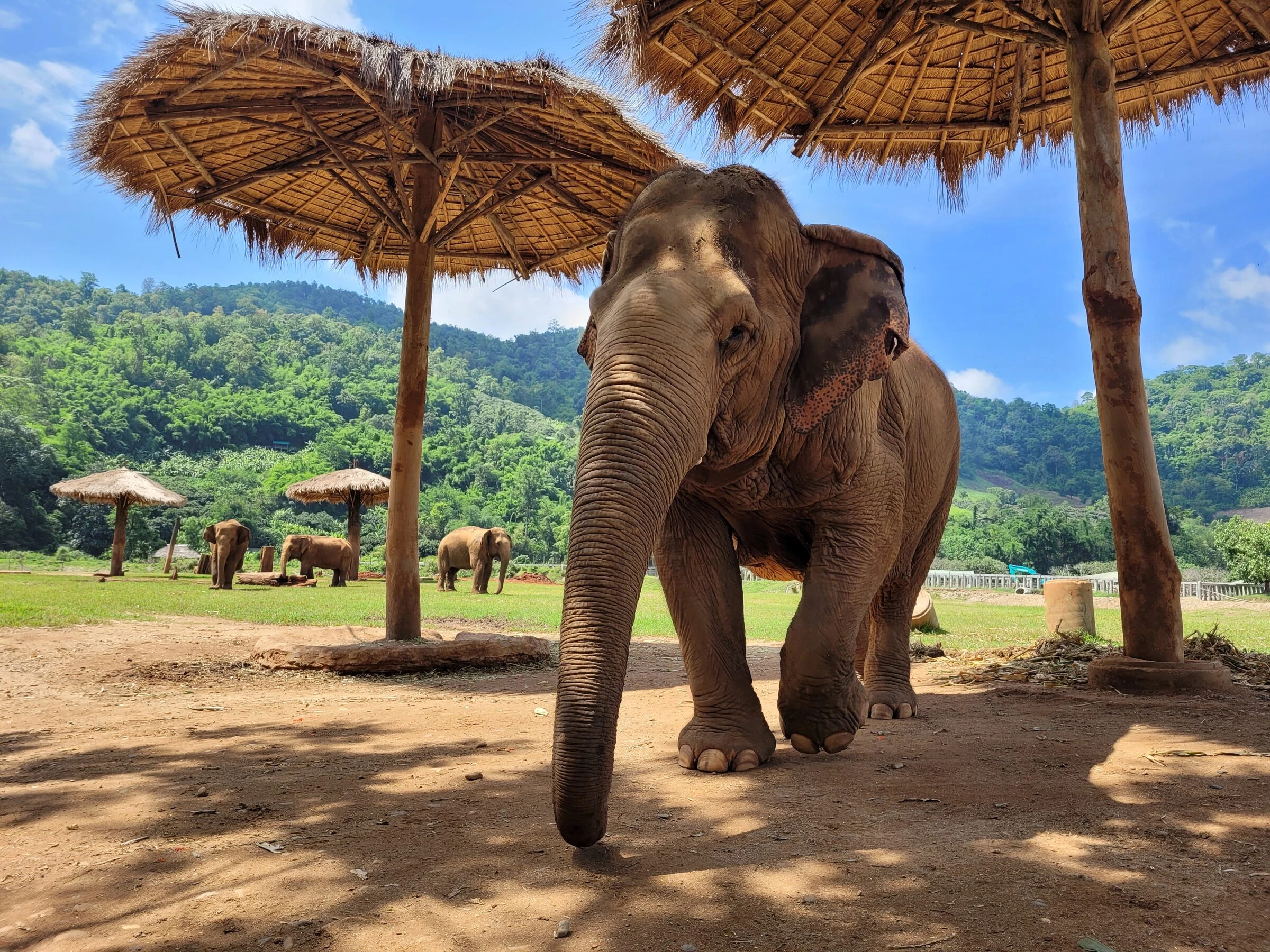 Best Camps for an Ethical Elephant Experience