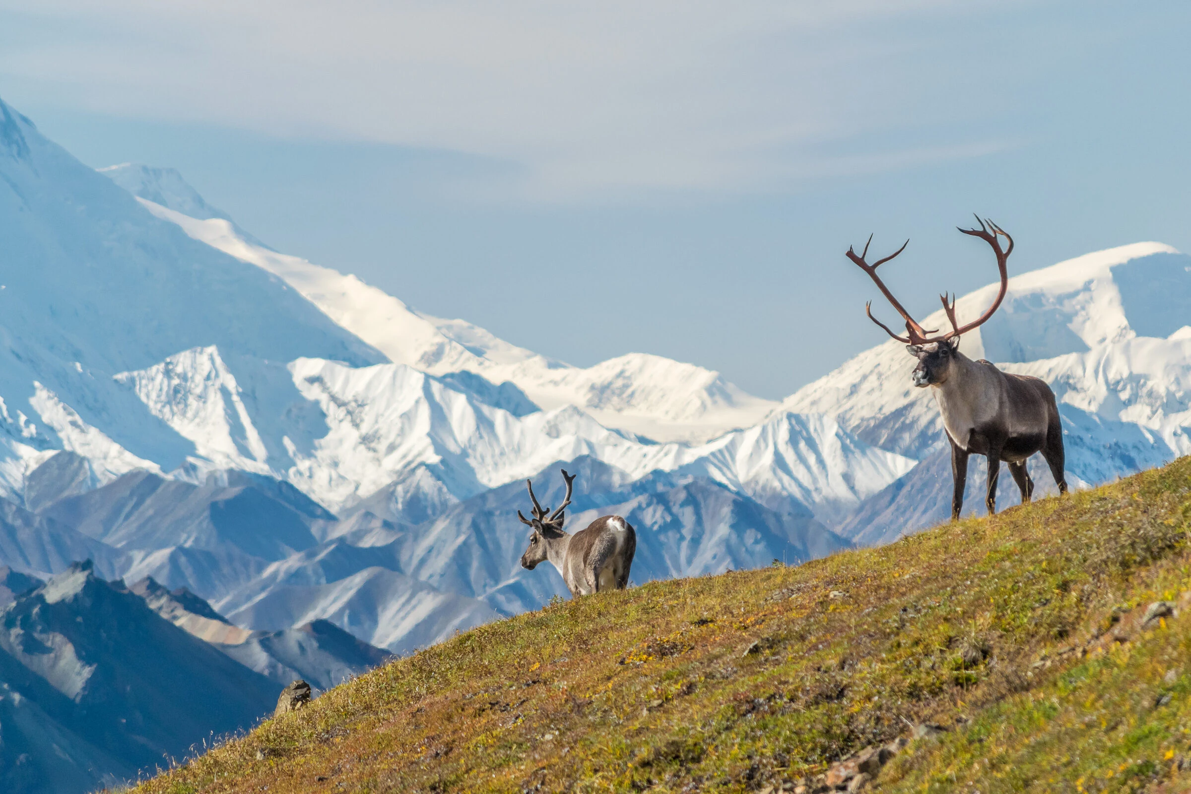 Backcountry Alaskan wildlife and waters