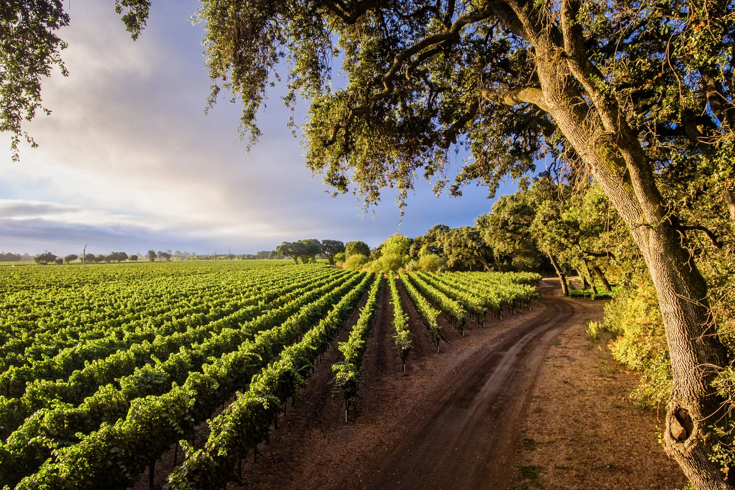 Chardonnay vineyard in Sonoma